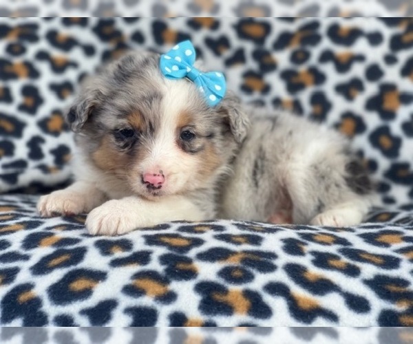 Medium Photo #14 Australian Shepherd Puppy For Sale in LAKELAND, FL, USA