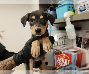 Mutt Dogs for adoption in Corona, CA, USA