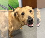 Small #2 Labrador Retriever Mix