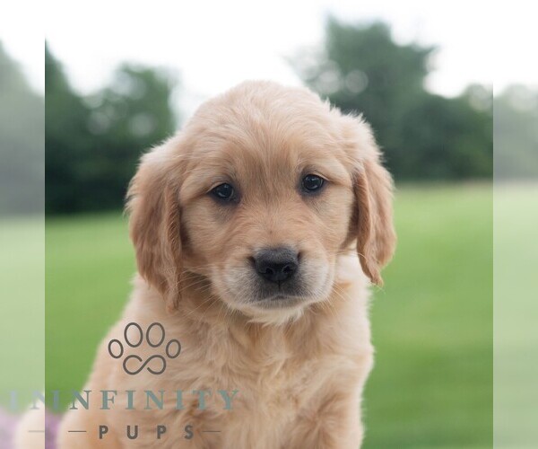 Medium Photo #4 Golden Retriever Puppy For Sale in NEWPORT, PA, USA