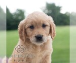 Small #3 Golden Retriever