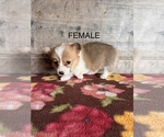 Small #15 Pembroke Welsh Corgi