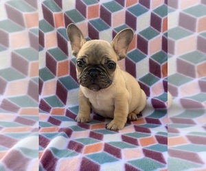 French Bulldog Puppy for Sale in SACRAMENTO, California USA