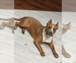 Small #3 American Pit Bull Terrier Mix