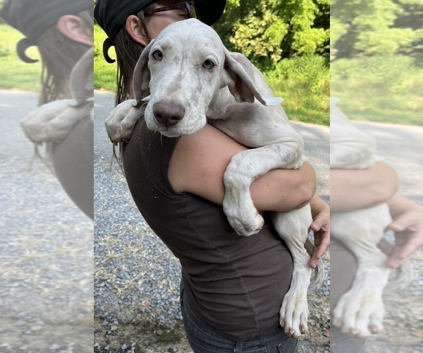 Medium Photo #22 Great Dane Puppy For Sale in SPRAGGS, PA, USA
