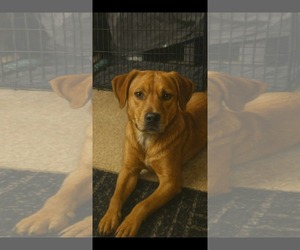 Golden Labrador Dogs for adoption in Dallas, TX, USA