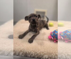 Boxador Dogs for adoption in SHERBURNE, NY, USA