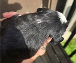 Small Photo #6 Great Bernese Puppy For Sale in ARLINGTON, WA, USA