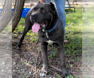 Huey - Male Mutt Dog for Adoption - Photo #3