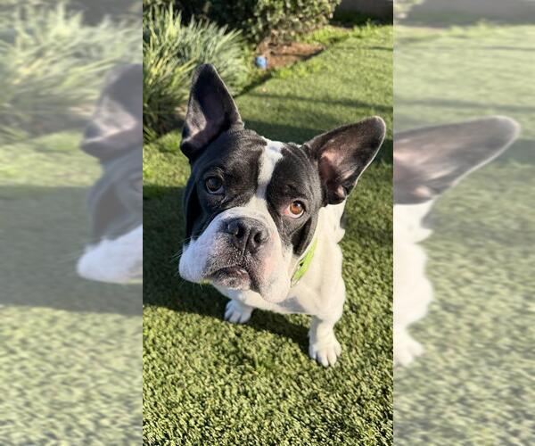 Medium Photo #1 French Bulldog-Staffordshire Bull Terrier Mix Puppy For Sale in Elk Grove, CA, USA