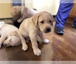 Small #9 Labrador Retriever