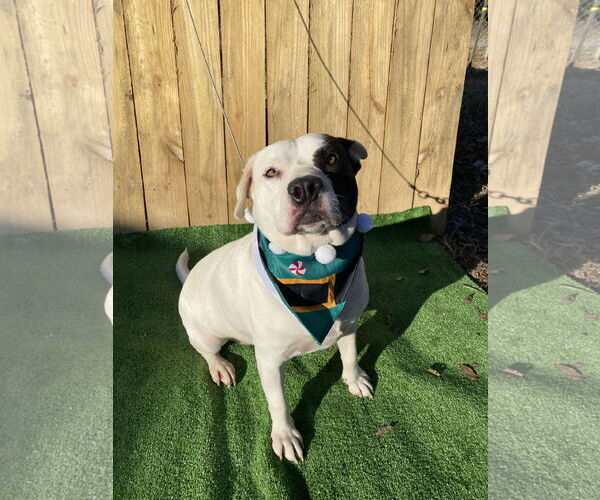 Medium Photo #27 American Pit Bull Terrier-Unknown Mix Puppy For Sale in Munford, TN, USA