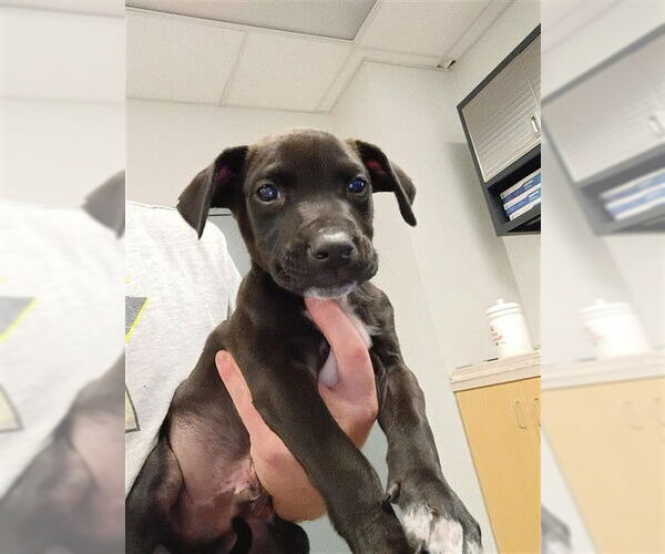 Medium Photo #1 Labrador Retriever Puppy For Sale in Corpus Christi, TX, USA