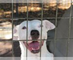 Small #1 American Pit Bull Terrier Mix