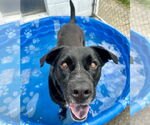 Small #5 Labrador Retriever Mix