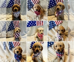Golden Retriever Litter for sale in HAMPSTEAD, NC, USA