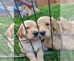 Small Photo #9 Goldendoodle Puppy For Sale in CENTENNIAL, CO, USA