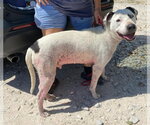 Small Photo #12 Mutt Puppy For Sale in White Bluff, TN, USA