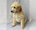 Small Photo #10 Poodle (Standard) Puppy For Sale in PASO ROBLES, CA, USA