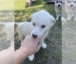 Small #19 Siberian Husky