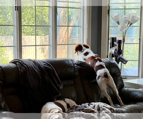 Medium Photo #4 - Mix Puppy For Sale in Curwensville, PA, USA