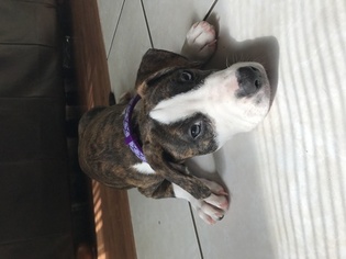 American Pit Bull Terrier Puppy for sale in PEARLAND, TX, USA