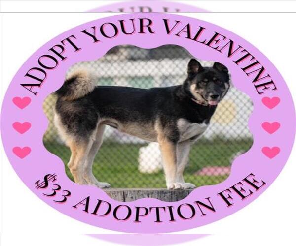 Medium Photo #3 Akita-Siberian Husky Mix Puppy For Sale in Santa Cruz, CA, USA