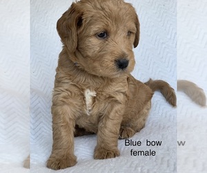 Labradoodle Puppy for sale in CREAL SPRINGS, IL, USA