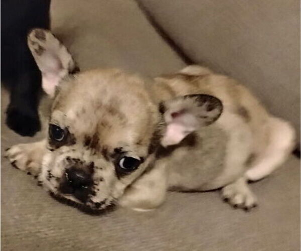 Medium Photo #4 French Bulldog Puppy For Sale in LAMAR, MO, USA