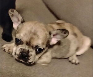 Medium French Bulldog