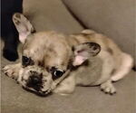 Puppy Puppy 4 French Bulldog