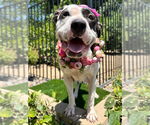 Small #6 American Pit Bull Terrier Mix