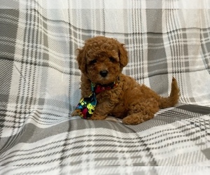 Havanese-ShihPoo Mix Puppy for sale in LAKELAND, FL, USA
