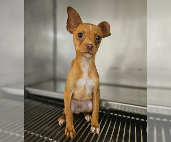 Medium Photo #1 Chihuahua-Unknown Mix Puppy For Sale in Wakefield, RI, USA