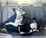 Small #8 Labrador Retriever Mix