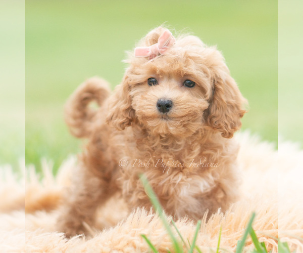 Medium Photo #4 Maltipoo (Miniature) Puppy For Sale in WARSAW, IN, USA
