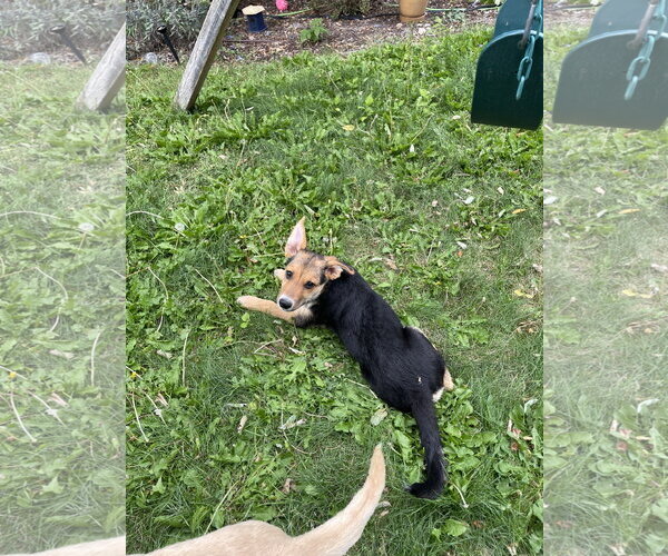 Medium Photo #3 German Shepherd Dog-Unknown Mix Puppy For Sale in Sandy, UT, USA