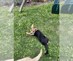 Small #2 German Shepherd Dog Mix
