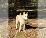 Small #2 German Shepherd Dog