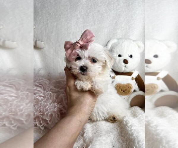 Medium Photo #6 Maltese Puppy For Sale in HOUSTON, TX, USA