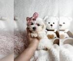 Small #5 Maltese