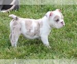 Image preview for Ad Listing. Nickname: ROSE RED MERLE