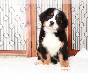 Bernese Mountain Dog Puppy for Sale in NAPLES, Florida USA