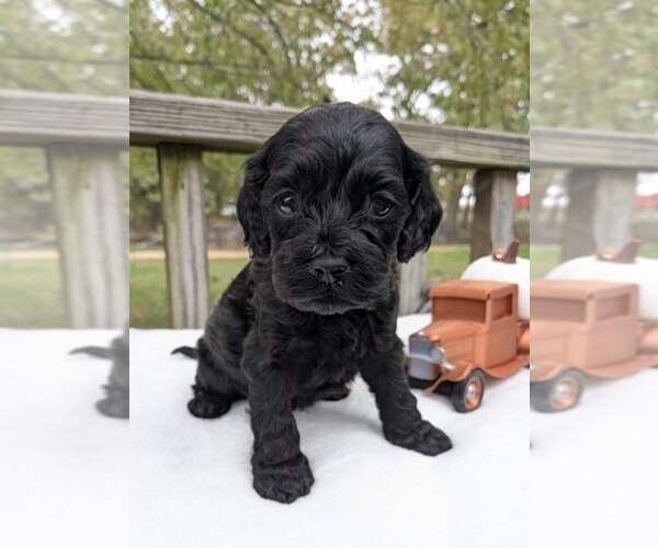 Medium Photo #2 Cock-A-Poo Puppy For Sale in SALEM, MO, USA