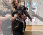 Small Photo #11 Staffordshire Bull Terrier-Unknown Mix Puppy For Sale in Holly Springs, NC, USA