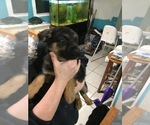 Small Photo #5 German Shepherd Dog Puppy For Sale in BARKER, NY, USA