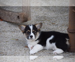 Small Photo #12 Pembroke Welsh Corgi Puppy For Sale in CASTROVILLE, TX, USA