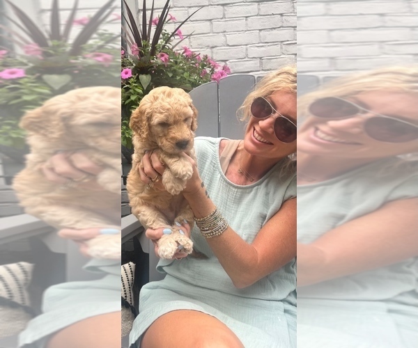 Medium Photo #1 Goldendoodle mix (+ Poodle Standard) Puppy For Sale in HATTIESBURG, MS, USA