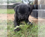 Small #3 Labrador Retriever Mix