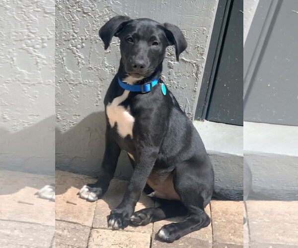 Medium Photo #1 German Shepherd Dog-Unknown Mix Puppy For Sale in Royal Palm Beach, FL, USA
